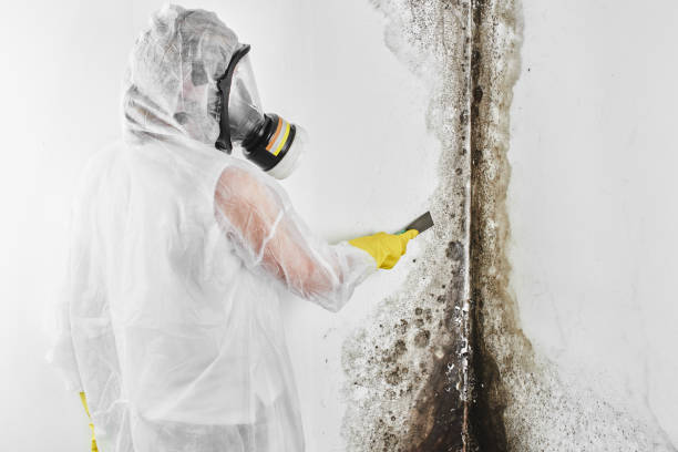 Best Commercial Mold Remediation in Augusta, WI