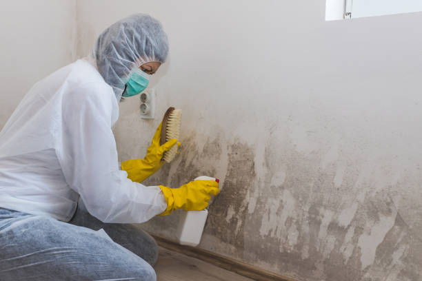 Best Black Mold Remediation in Augusta, WI