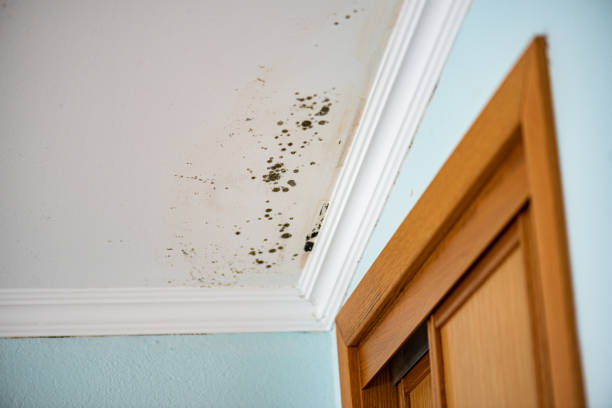 Best Emergency Mold Remediation in Augusta, WI