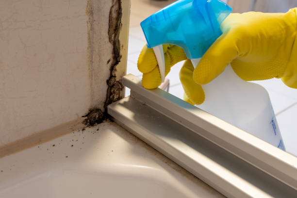 Best Insurance-Related Mold Remediation in Augusta, WI